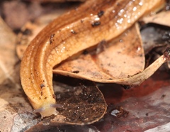 Chlamydephorus sexangulus