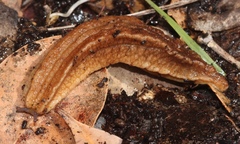 Chlamydephorus sexangulus