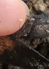 Cryptomarasmius corbariensis