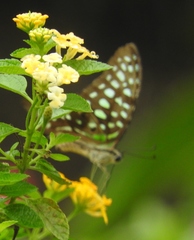 Graphium agamemnon