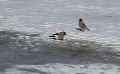 Pyrrhula pyrrhula cassinii