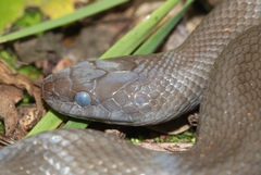 Lycodonomorphus inornatus