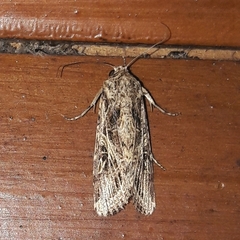 Spodoptera cosmioides