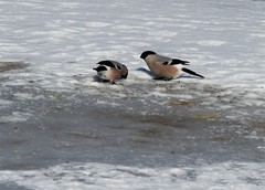 Pyrrhula pyrrhula cassinii