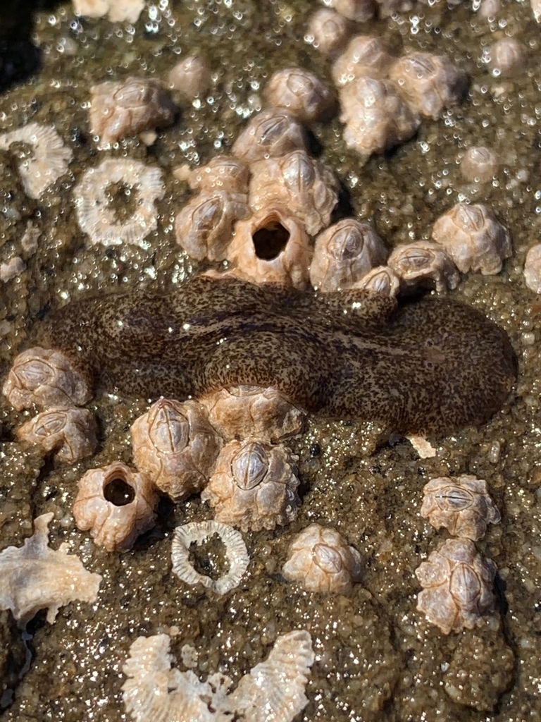 Notocomplana acticola