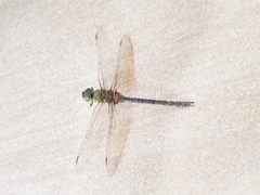 Anax guttatus