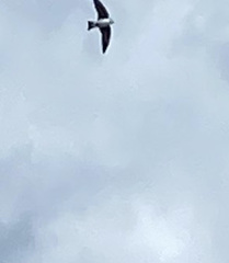 Tachycineta bicolor image