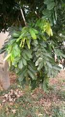 Khaya senegalensis