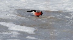 Pyrrhula pyrrhula cassinii
