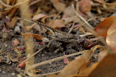 Sceloporus grammicus microlepidotus