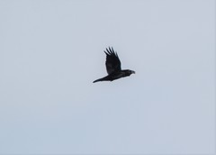 Corvus corax kamtschaticus