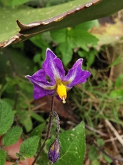 Solanum demissum