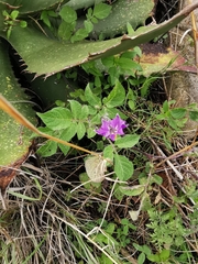Solanum demissum