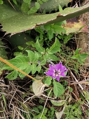 Solanum demissum