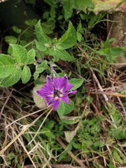 Solanum demissum