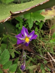 Solanum demissum