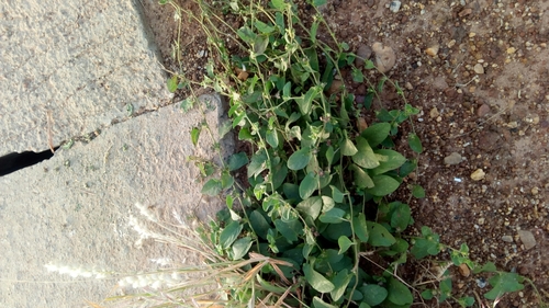 Ipomoea vagans