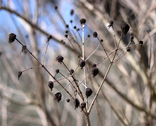 Image of Cephalanthus salicifolius by (c) Lauren McLaurin, some rights reserved (CC BY)