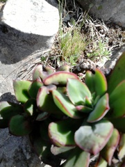 Echeveria nodulosa