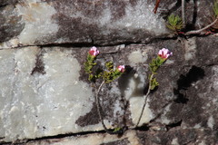 Sonderothamnus petraeus