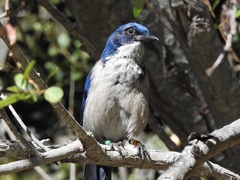 Aphelocoma insularis