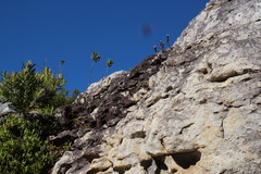 Sonderothamnus petraeus