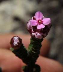 Sonderothamnus petraeus