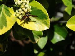 Trichopoda plumipes