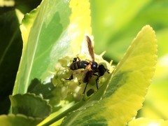 Trichopoda plumipes