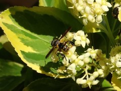 Trichopoda plumipes