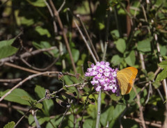 Phoebis agarithe fisheri