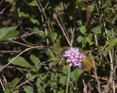 Phoebis agarithe fisheri