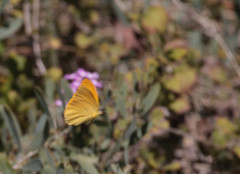 Phoebis agarithe fisheri