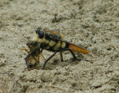 Eccritosia rubriventris