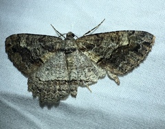 Neoalcis californiaria