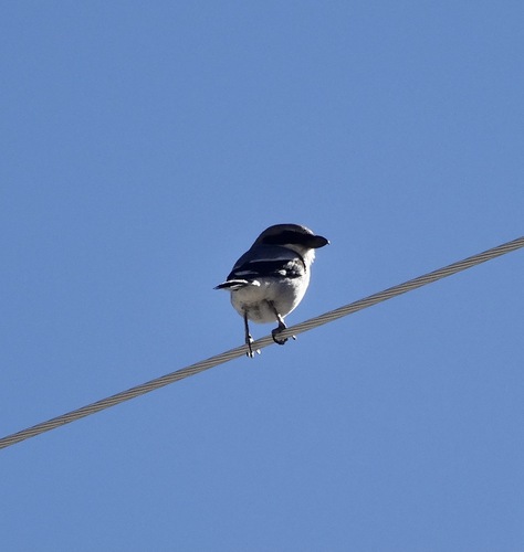 iNaturalist observation photo of Loggerhead Shrike