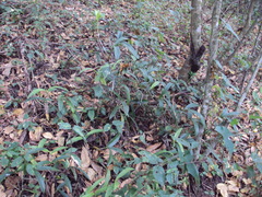 Epidendrum arbuscula