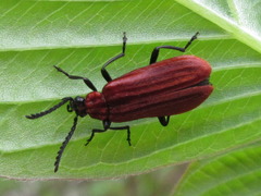 Pseudopyrochroa rufula