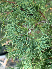 Juniperus maritima