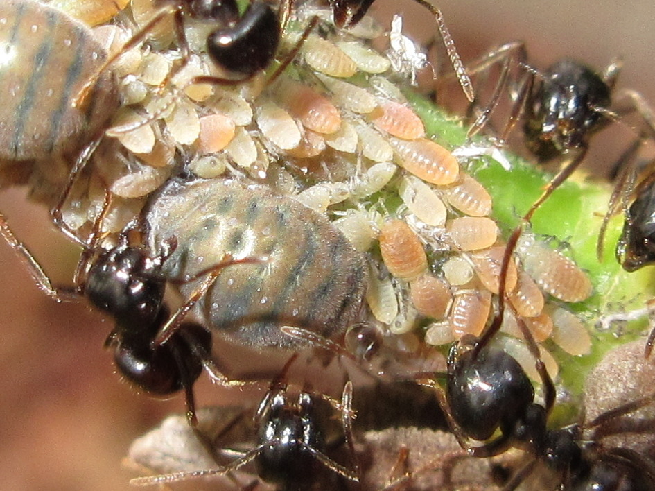 Dendrolasius