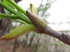 Fraxinus chinensis