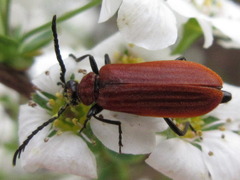 Pseudopyrochroa rufula