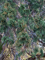 Juniperus maritima