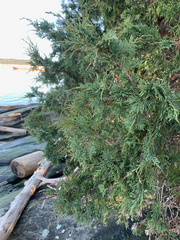 Juniperus maritima