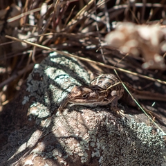 Sceloporus scalaris