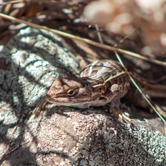 Sceloporus scalaris