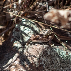 Sceloporus scalaris