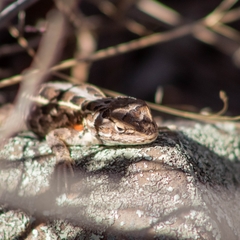 Sceloporus scalaris