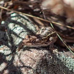 Sceloporus scalaris