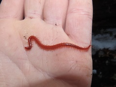 Strigamia bothriopus